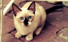 Tapeta Annimals 709.jpg